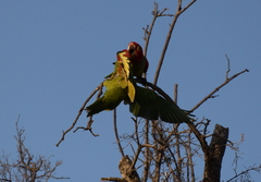 Psittacara erythrogenys