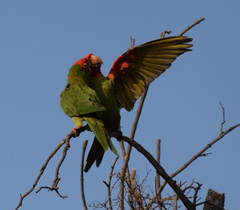 Psittacara erythrogenys