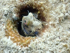 Salarias alboguttatus