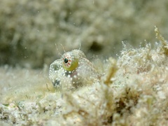 Salarias alboguttatus