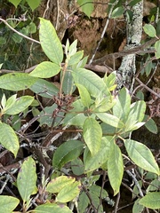 Rhododendron minus