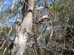 Tillandsia intermedia