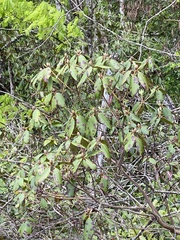 Rhododendron minus