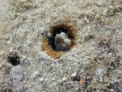 Salarias alboguttatus