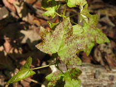Cercospora liquidambaris