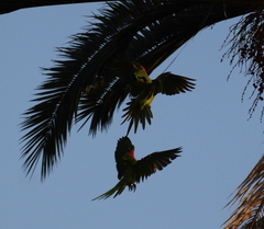 Psittacara erythrogenys