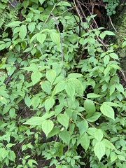 Philadelphus inodorus