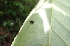 Abscondita cerata