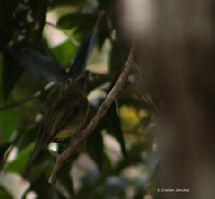 Rhynchocyclus brevirostris