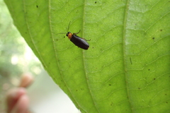 Abscondita cerata