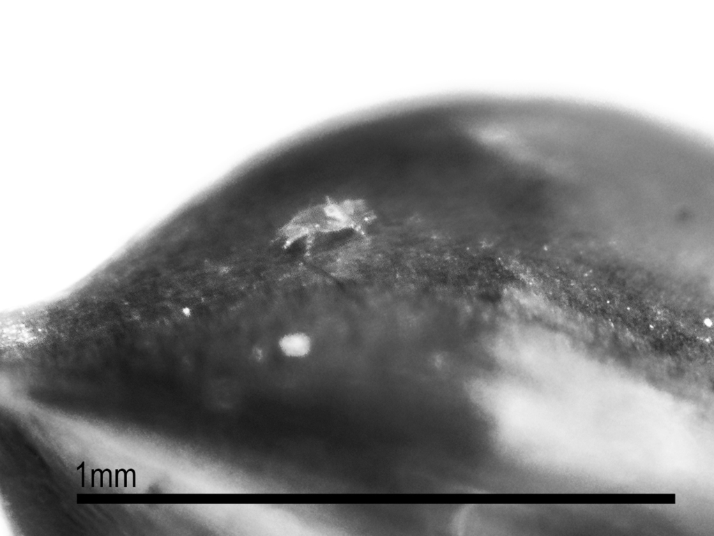 Tarsonemoidea