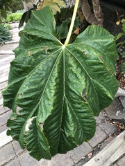 Tetrapanax