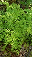 Adiantum shastense