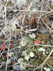 Cladonia