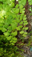 Adiantum shastense
