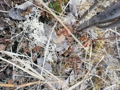 Cladonia