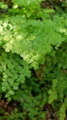 Adiantum shastense