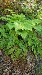 Adiantum shastense