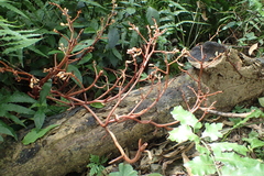 Erythrorchis altissima