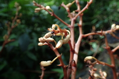 Erythrorchis altissima