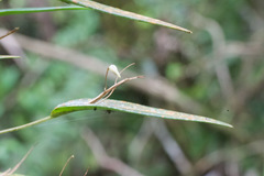 Pleurothallis eumecocaulon