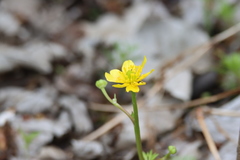 Ranunculus flabellaris