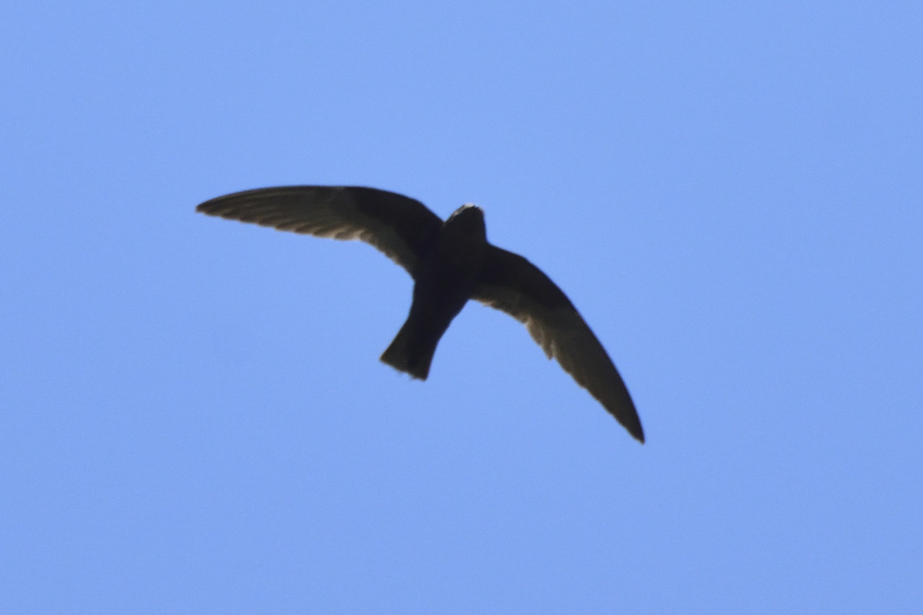 White-Naped Swift
