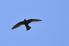 Streptoprocne semicollaris