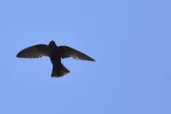 Streptoprocne semicollaris