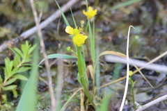 Ranunculus flabellaris