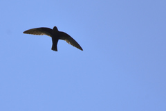 Streptoprocne semicollaris