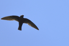 Streptoprocne semicollaris