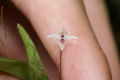 Pleurothallis eumecocaulon