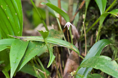 Pleurothallis eumecocaulon