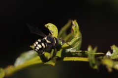 Anthidiellum ehrhorni