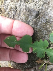 Ixeridium laevigatum