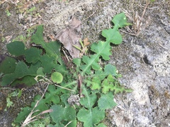 Ixeridium laevigatum