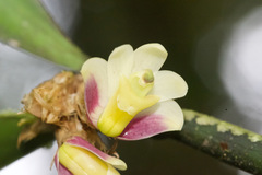 Scaphyglottis geminata