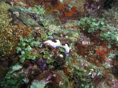 Nembrotha chamberlaini