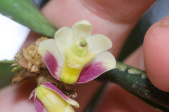Scaphyglottis geminata
