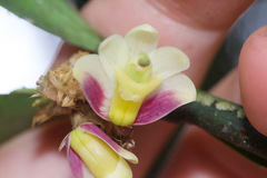 Scaphyglottis geminata