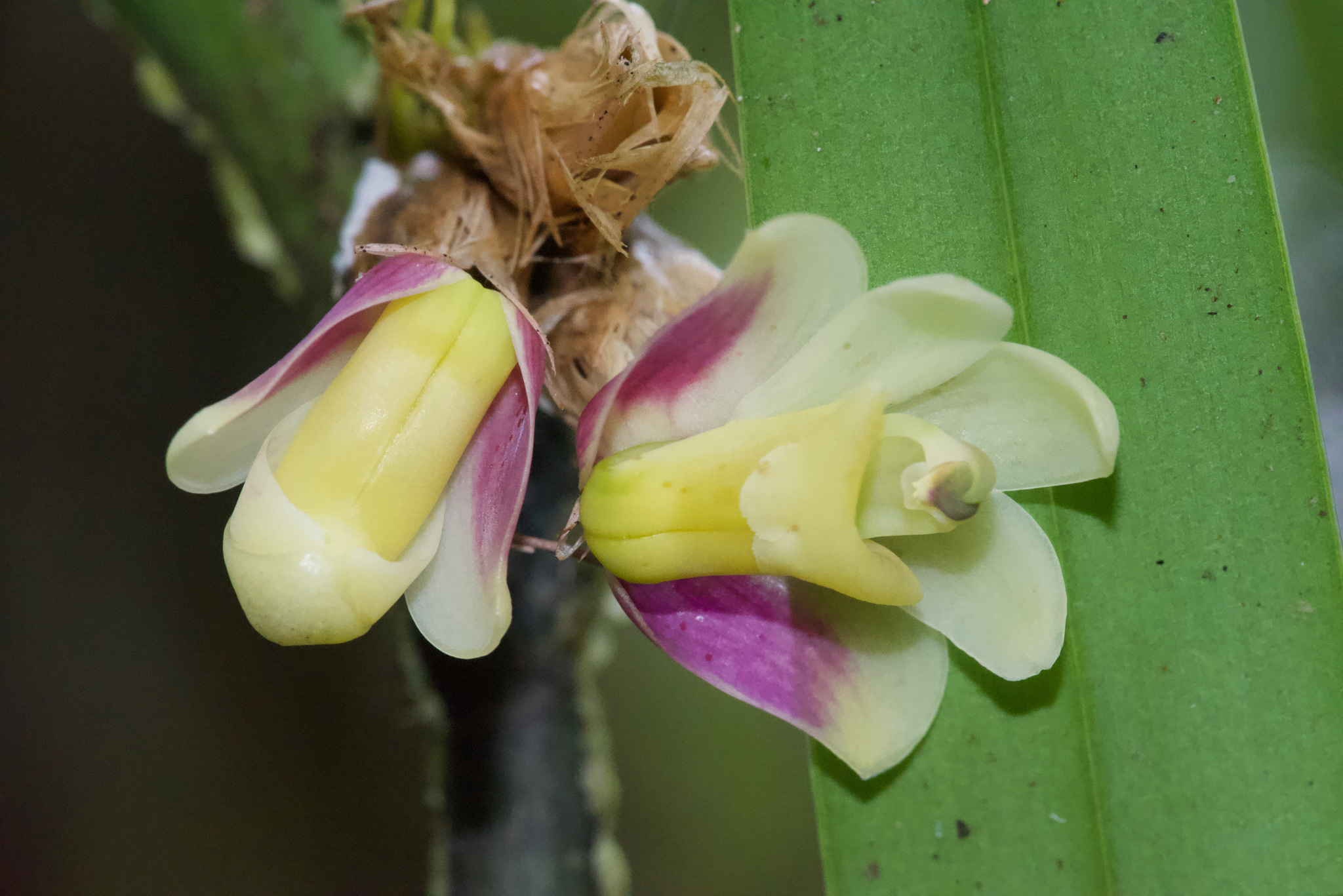 Scaphyglottis