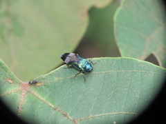 Coraebus hastanus ephippiatus