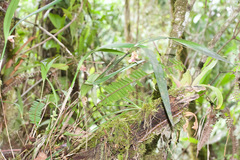 Scaphyglottis geminata