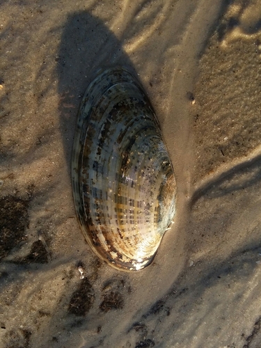 Macrocallista nimbosa