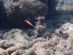 Macropharyngodon choati