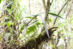 Scaphyglottis geminata