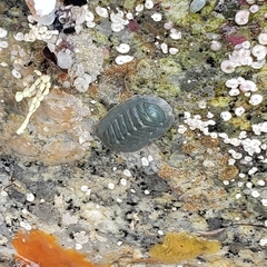 Tripoplax regularis