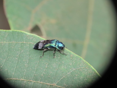 Coraebus hastanus ephippiatus