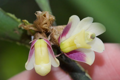 Scaphyglottis geminata